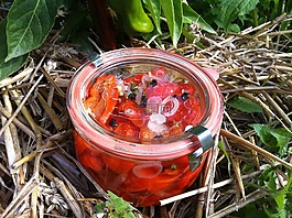 辣椒,保持房子,紅色