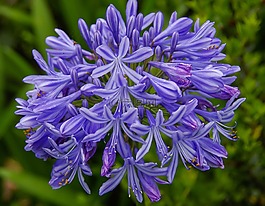agapanthus,花,盛開(kāi)