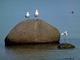 海事,海鷗,石