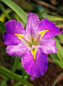 水菖蒲,路易斯安那州光圈,鳶尾花