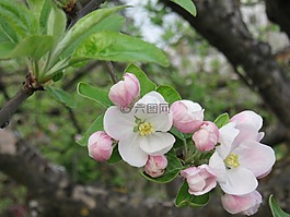 蘋果花,開花,粉紅色