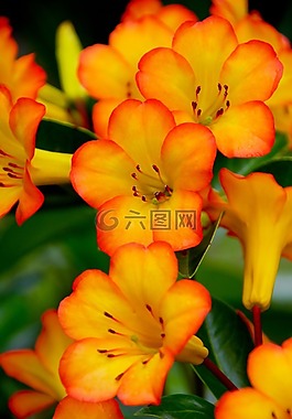 杜鵑,vireya,鮮花