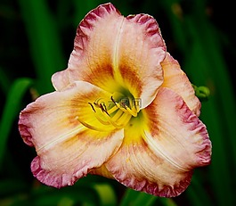 黄花菜,百合,花