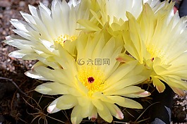 仙人掌,花园,春