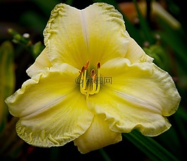 黄花菜,百合,花