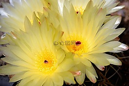 仙人掌,花园,春
