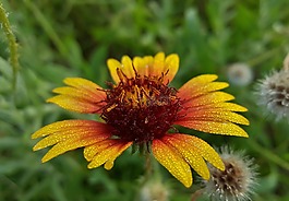 毯子花,花,火輪