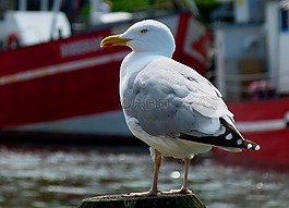 海鷗,海事,鳥