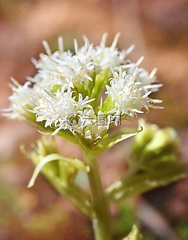 白色油炸,廠,藥用植物
