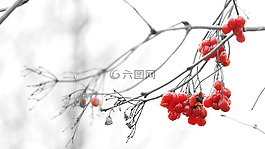 科,性質(zhì),廠