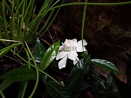 花,花卉,花朵