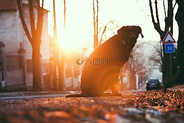 動物,狗,寵物