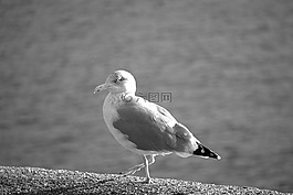 海鷗,鳥,野生