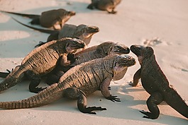爬行動物,沙,海灘