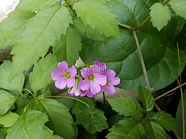 花,花朵,植物