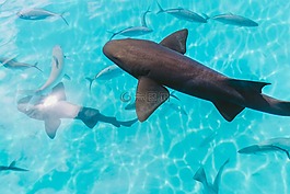 水,海洋,魚