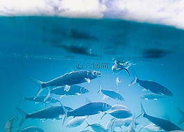 水,水族館,魚(yú)