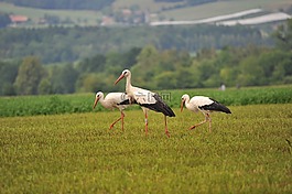 鸛,鳥,鳥類