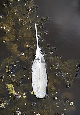 水,水生植物,春天