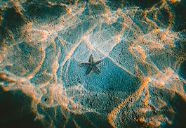 海星,水下,海洋
