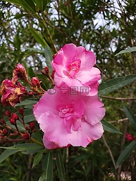 花,花朵,植物