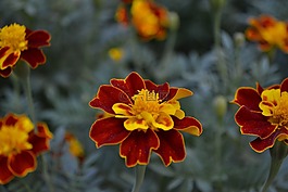 花,紅色,黃色