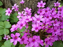 花,花朵,春天