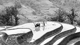生活,风景,农场