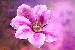 鐵線蓮,登山者,開(kāi)花