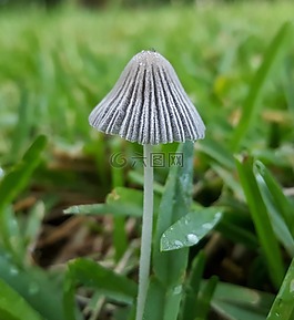 毒菌,真菌,菌類