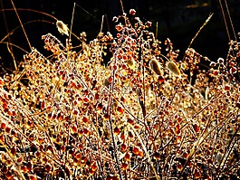 性質(zhì),植物,morgentau