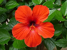 槿,紅色,花