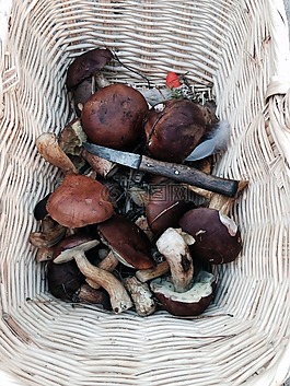 蘑菇,栗子,秋季