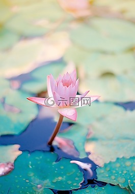 花,粉紅色,花瓣