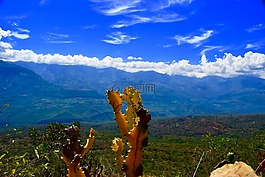 峽谷,仙人掌,景區(qū)