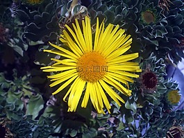 花,黃色,太陽(yáng)