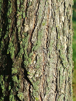 樹(shù),樹(shù)皮,扁平