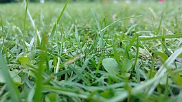 草,綠色,陽光