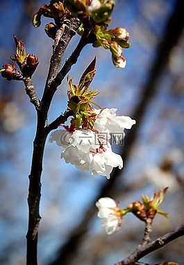 櫻桃,開花,春天