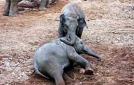 象,哺乳動物,野生動物