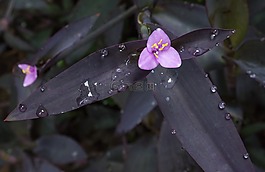 花,性質(zhì),戶外活動(dòng)