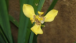 黃色,花,花園