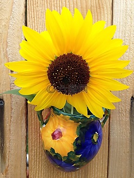 向日葵,花,夏天
