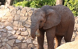 象,哺乳動物,野生動物
