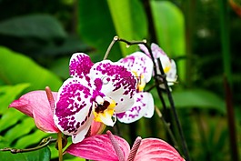 蘭花,花,鮮花