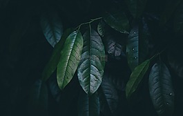 葉子,綠色,植物