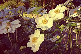 花,潔白的花朵,雌蕊