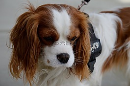 狗,騎士國(guó)王查爾斯獵犬,搞笑