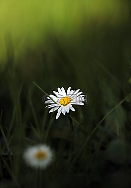 雛菊,指出花,花