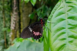 蝴蝶,昆蟲,花園